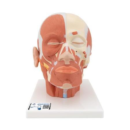 3B SCIENTIFIC Head Musculature - w/ 3B Smart Anatomy 1001239